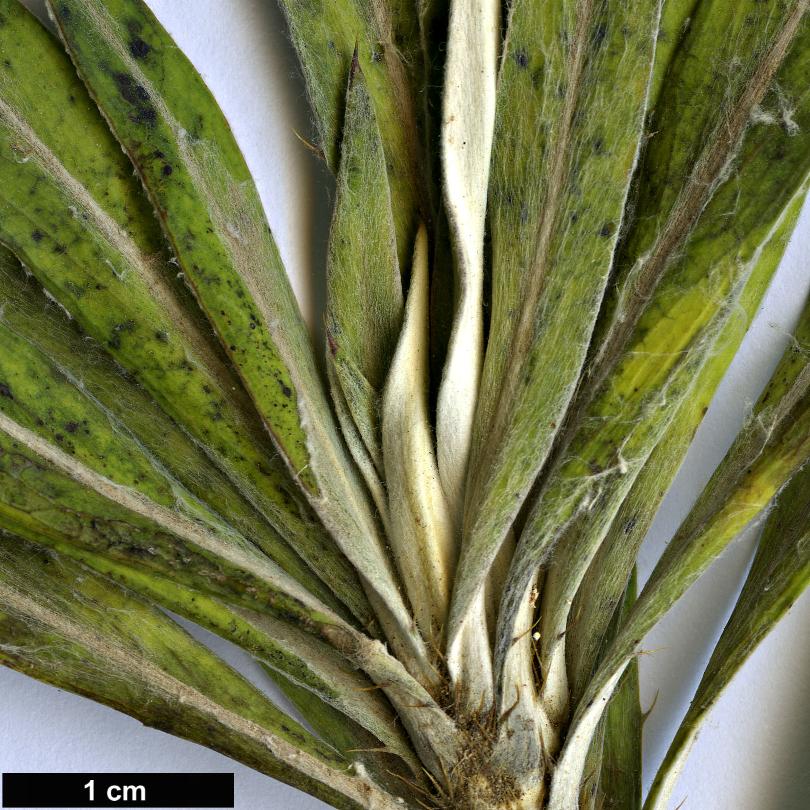 High resolution image: Family: Asteraceae - Genus: Carlina - Taxon: salicifolia - SpeciesSub: var. inermis